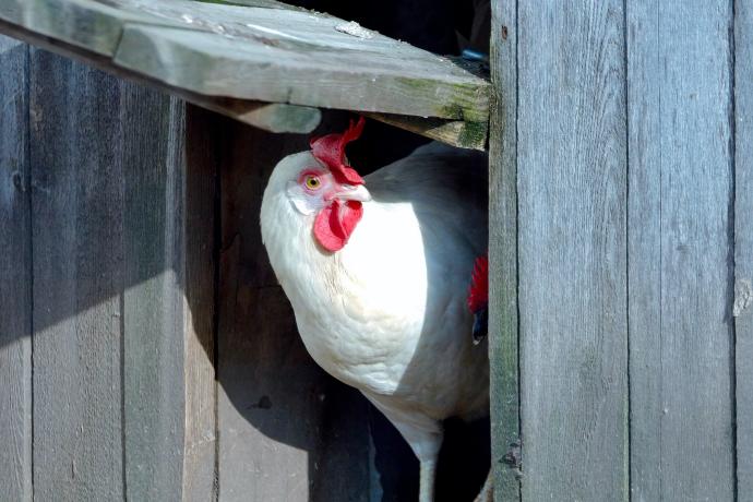 Devis pour visite d'exploitation normande en équipe