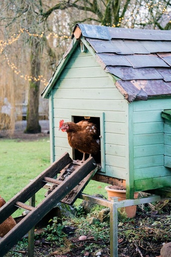 [Ferme-bureau-2023-devis] Devis pour poulailler ou mini-ferme au bureau